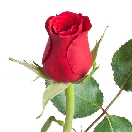 Роза однг ред торч