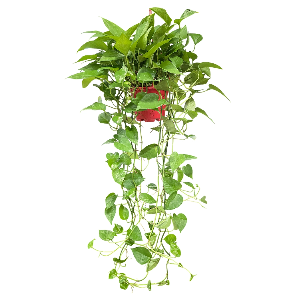 Эпипремнум Ауреум подвесной