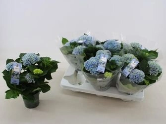 Гортензия Меджикал Революшен микс