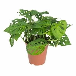 Монстера Адансона