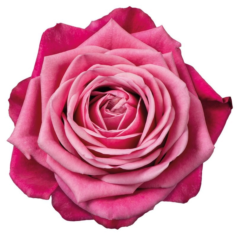 Роза однг сьюзан