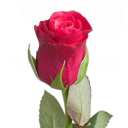 Роза однг такацци