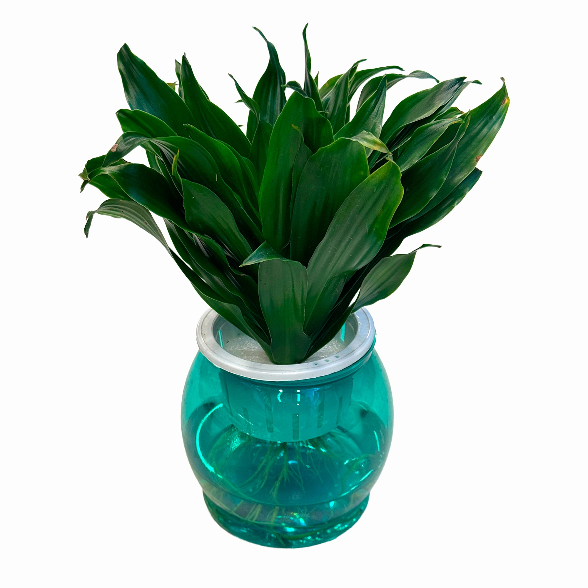 Драцена фрагранс Компакта на гидропонике