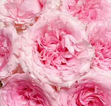 Роза однг годдес оф лао ривер