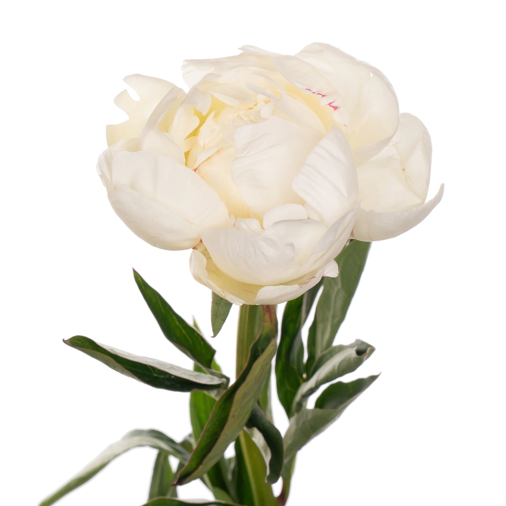 Пион айвори виктори