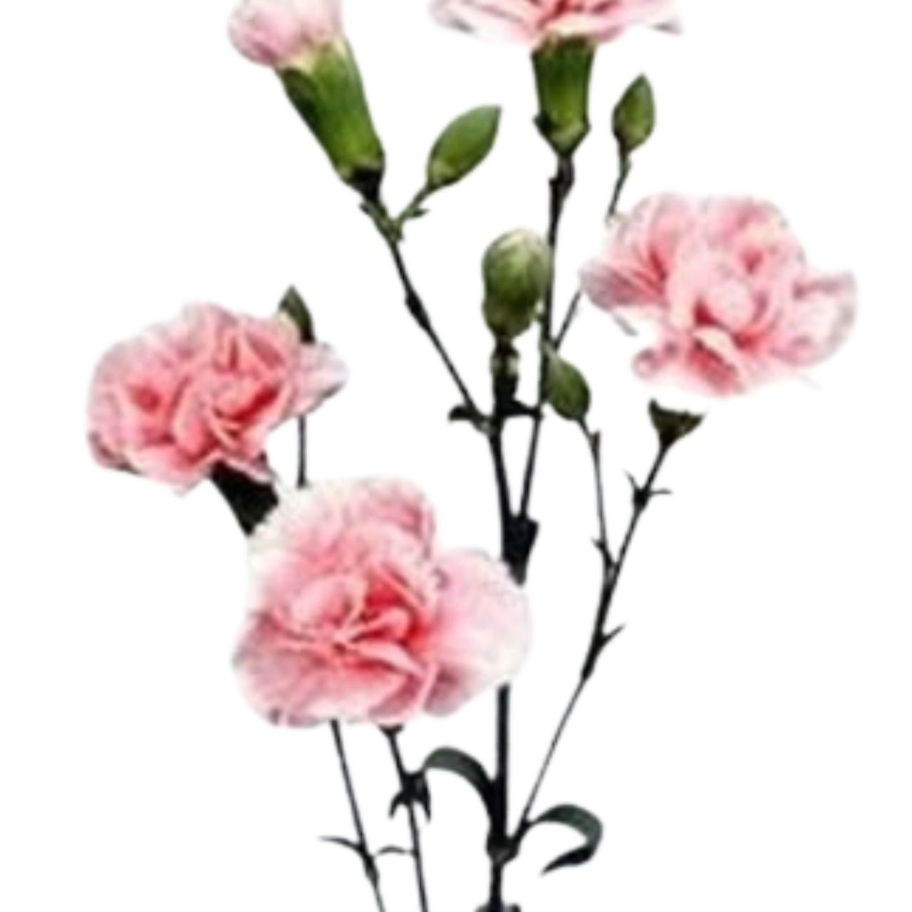 Гвоздика куст босанска