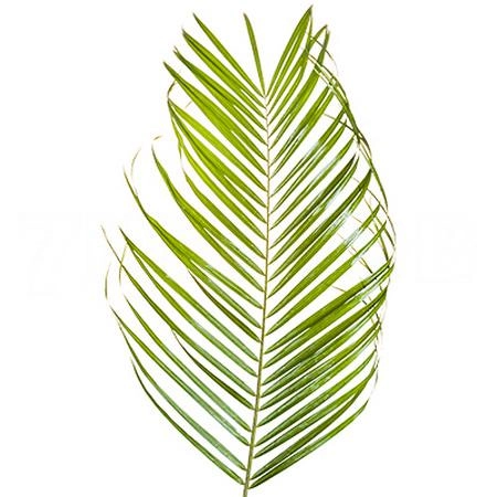 Листья Финик робелини вакуум