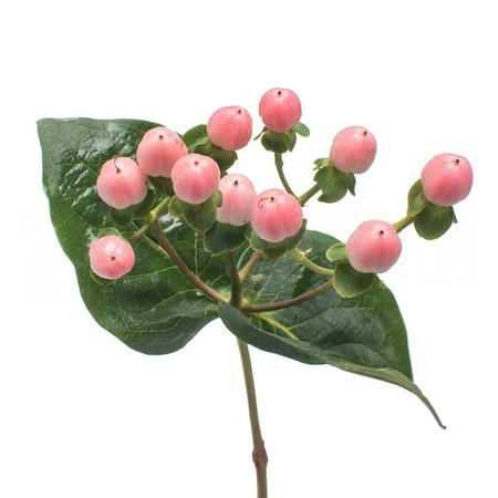 Гиперикум коко казино