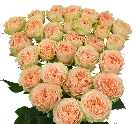 Роза куст холли