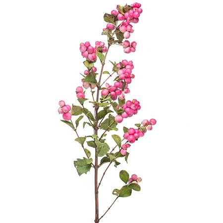 Симфорикарпос меджикал темптейшн