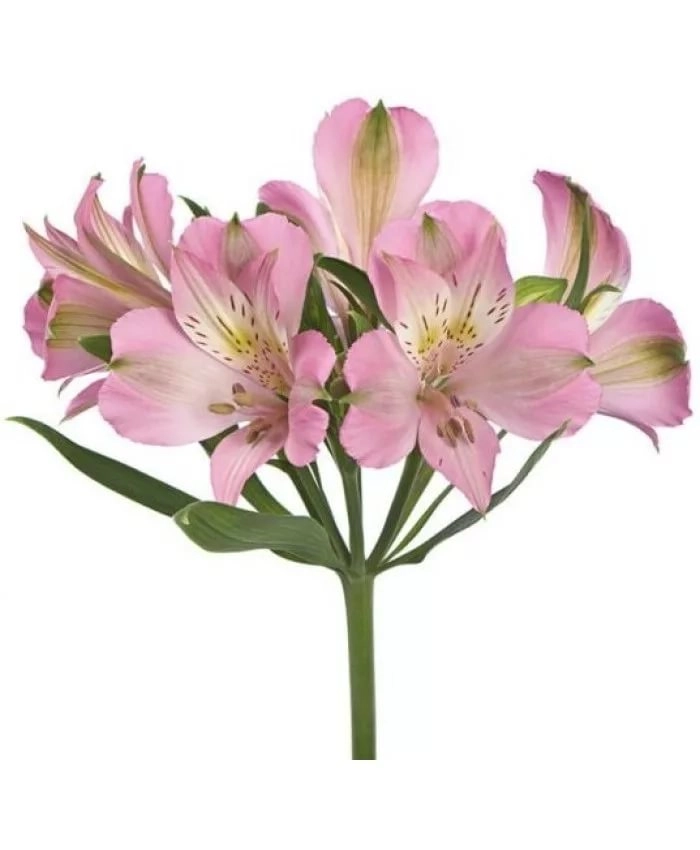 Альстромерия перфекшн розовый