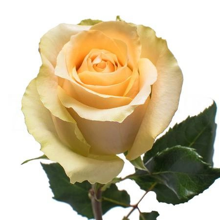 Роза однг нектарин