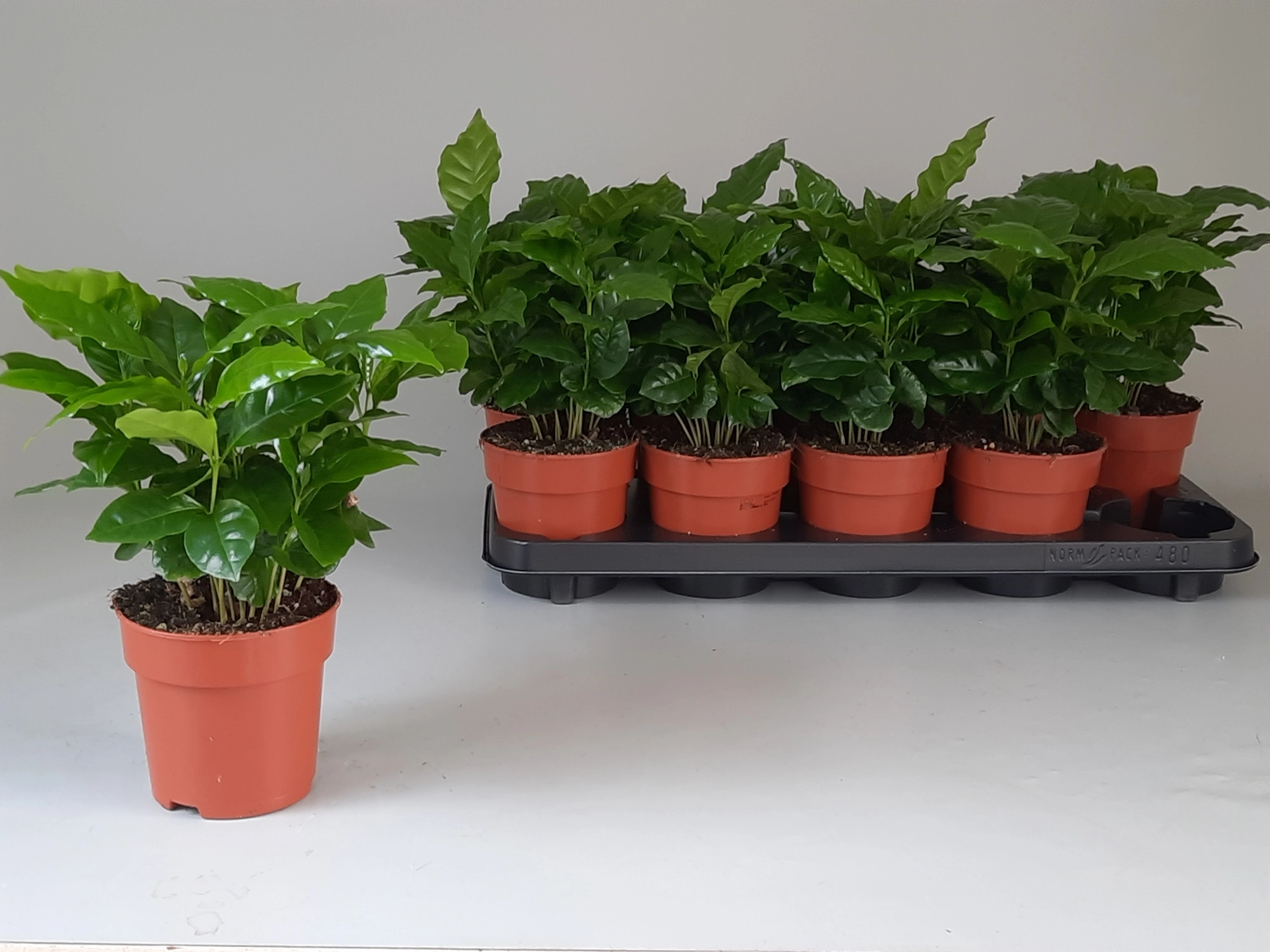 Кофе Арабика