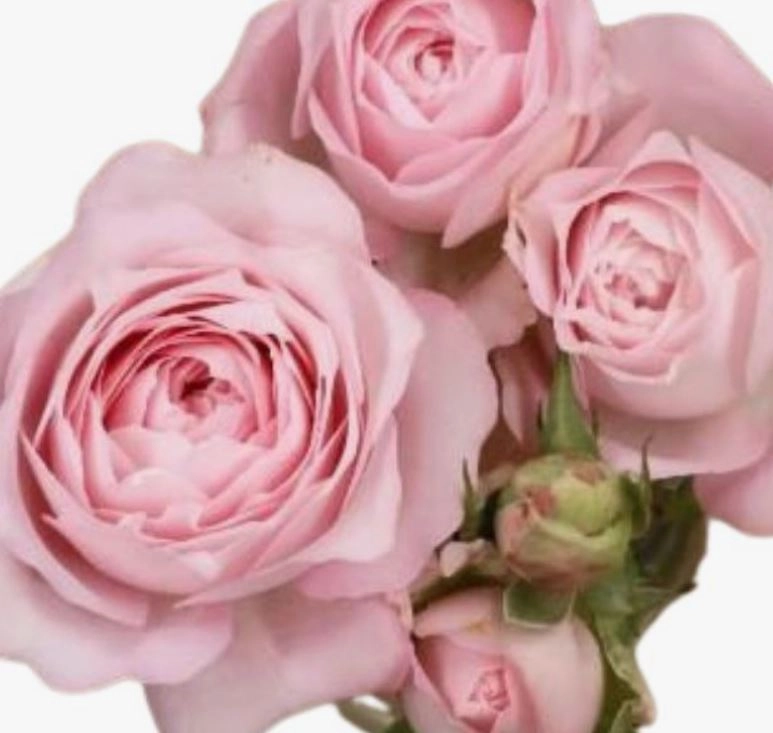 Роза куст фейри