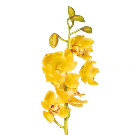 Цимбидиум диона