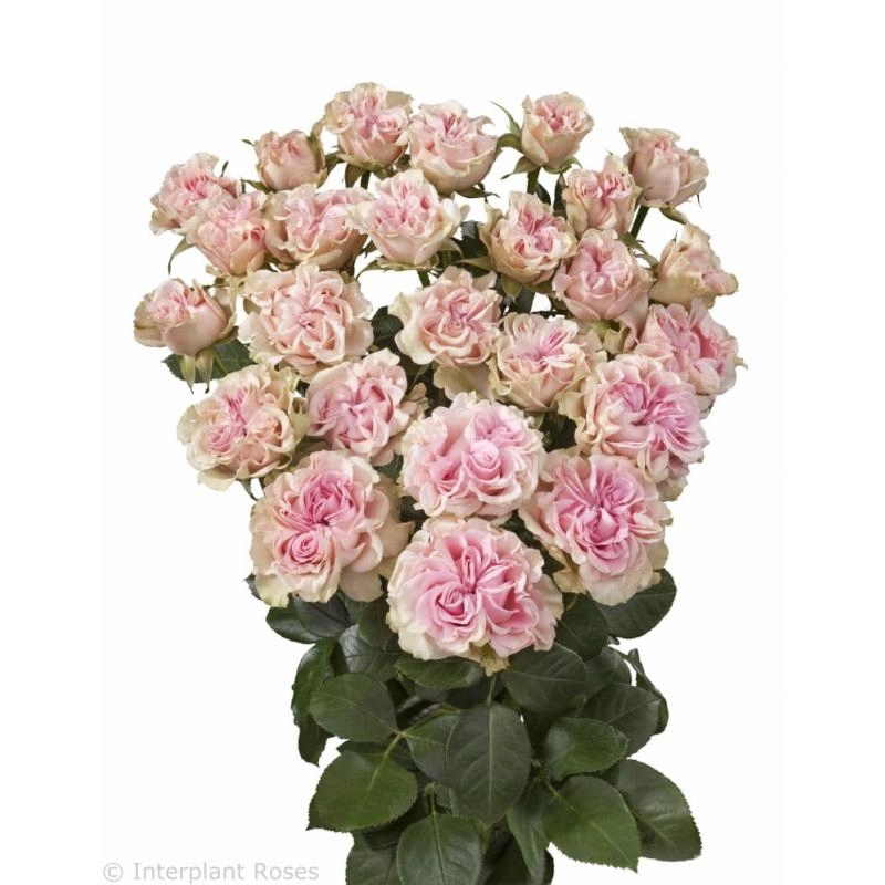 Роза куст кенди флоу