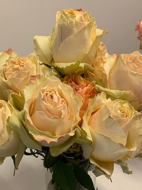 Роза однг крим карпедием