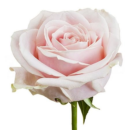 Роза однг свит аваланч