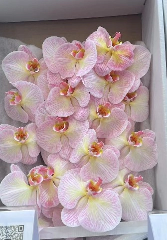 Фаленопсис мс08