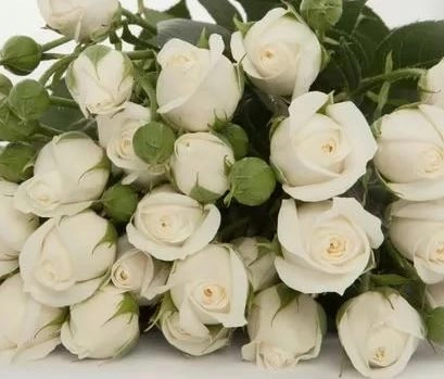 Роза куст сноу бабблс