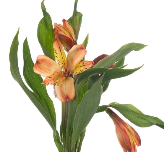 Альстромерия перфекшн оранжевая