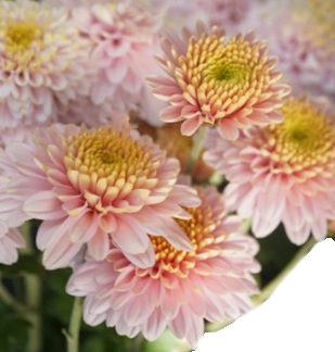 Хризантема куст фейри розовая