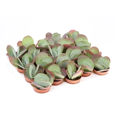 Каланхое Ред Липс