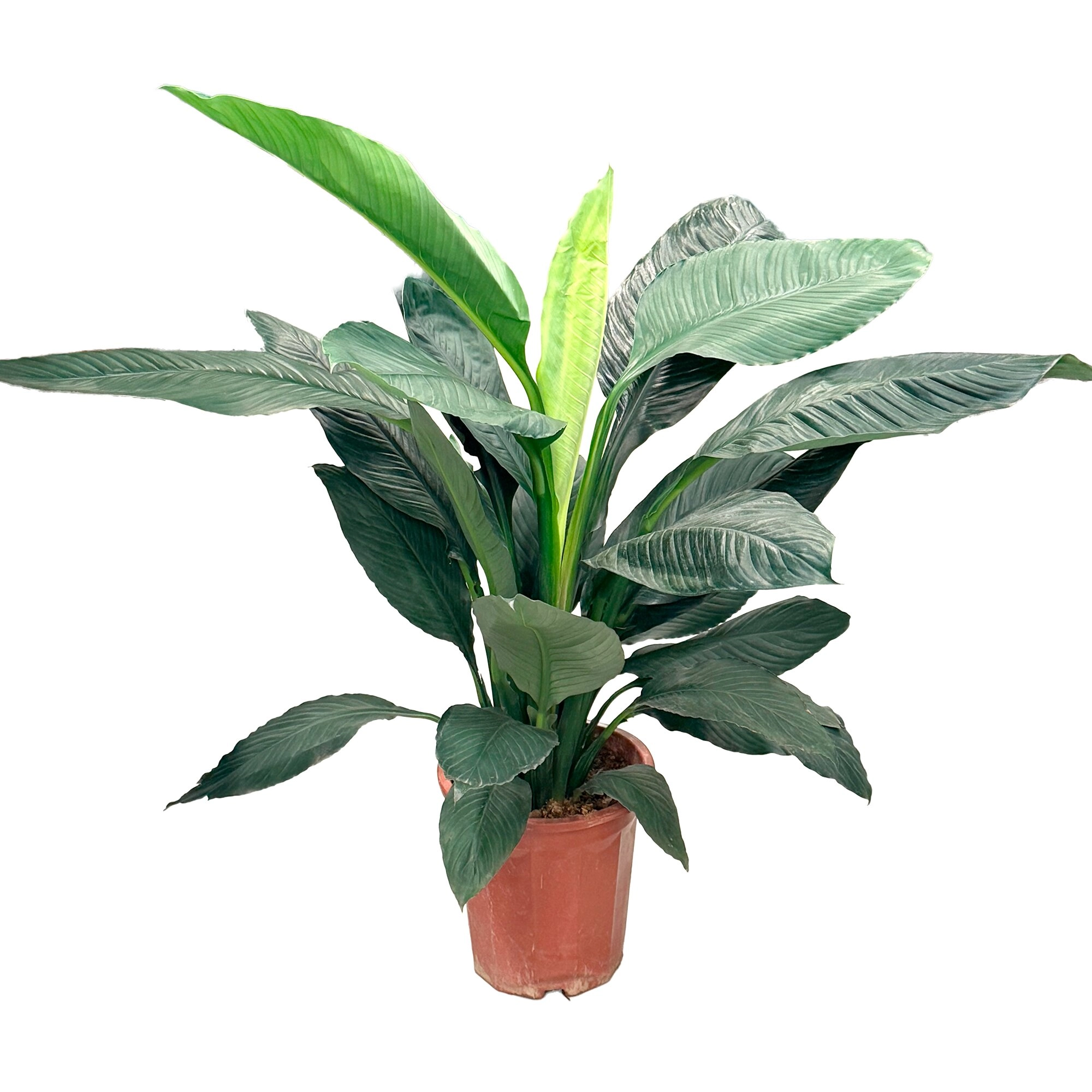 Спатифиллум Сенсейшен без цветов