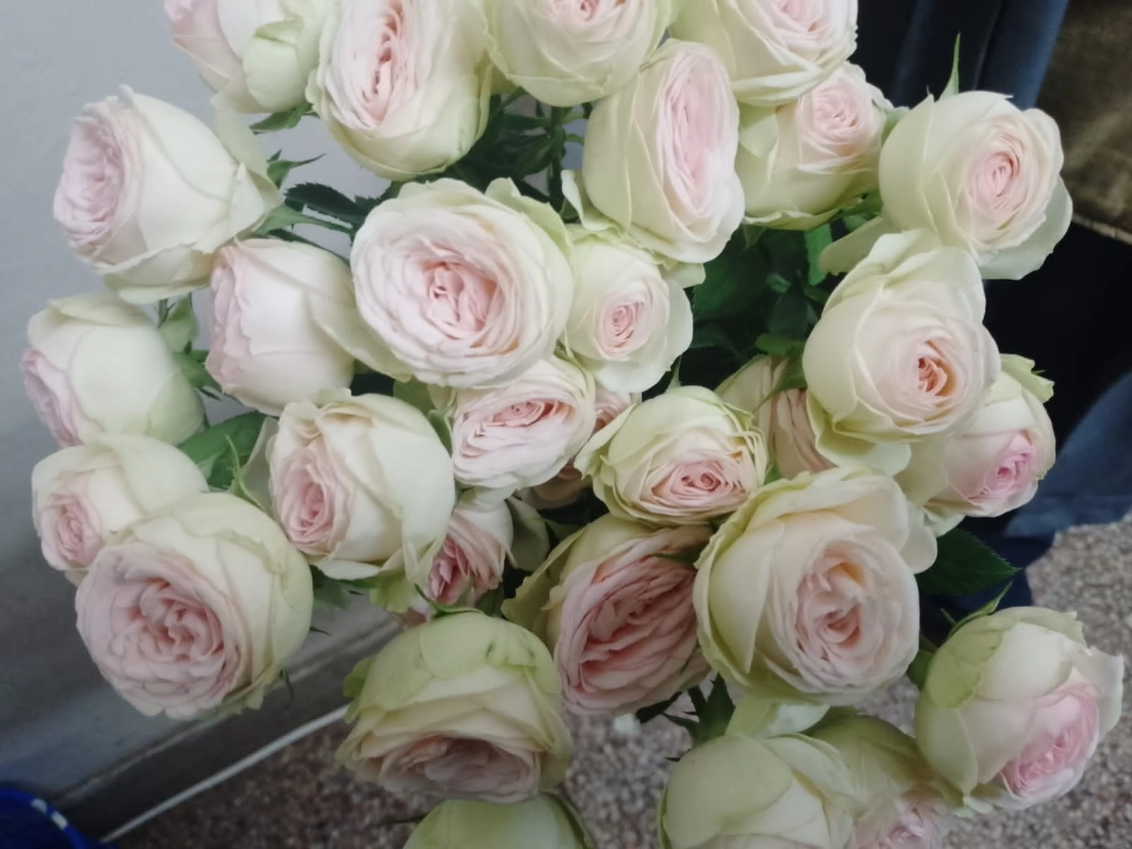 Роза куст свит джелато