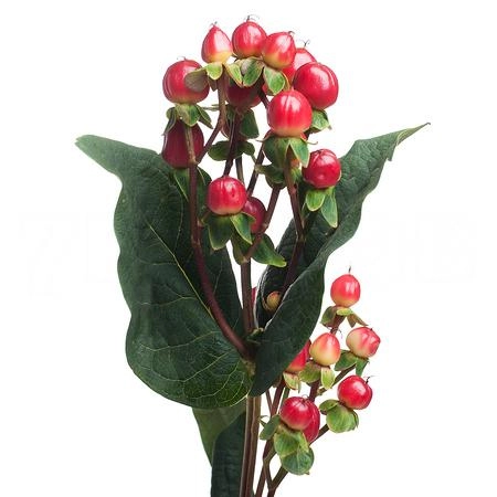 Гиперикум ред лайт романс