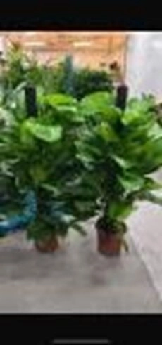 Эпипремнум Ауреум моссток