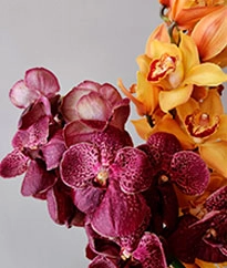 Фаленопсисы / Цимбидиумы / Ванда