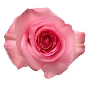 Роза однг опала