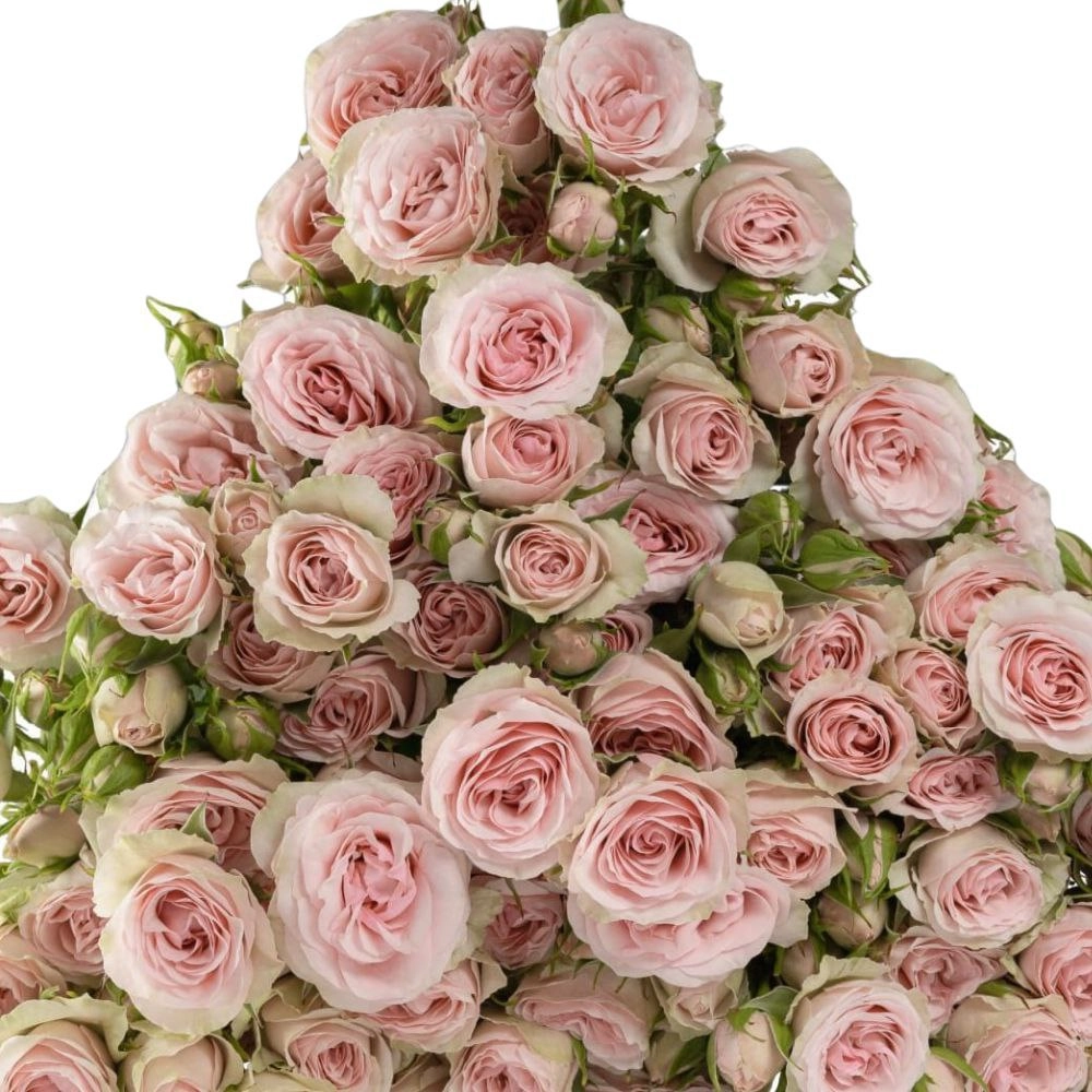 Роза куст свит блоссом