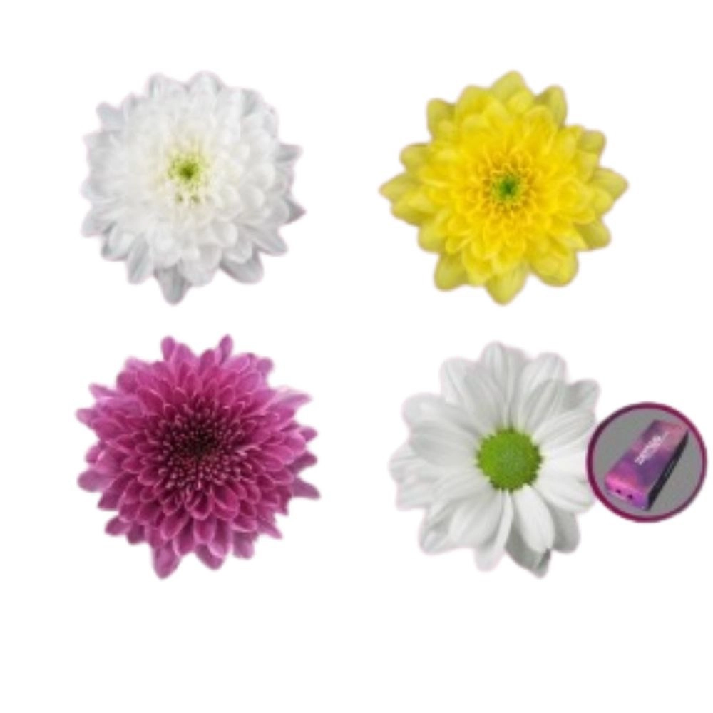 Хризантема куст микс спешл