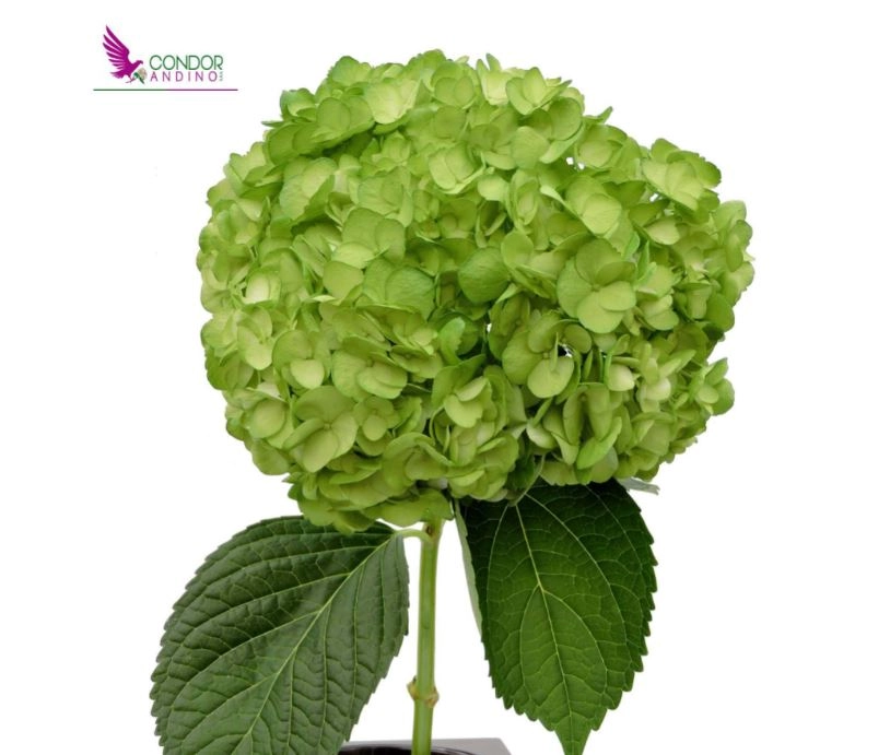 Гидрангия премиум зеленая