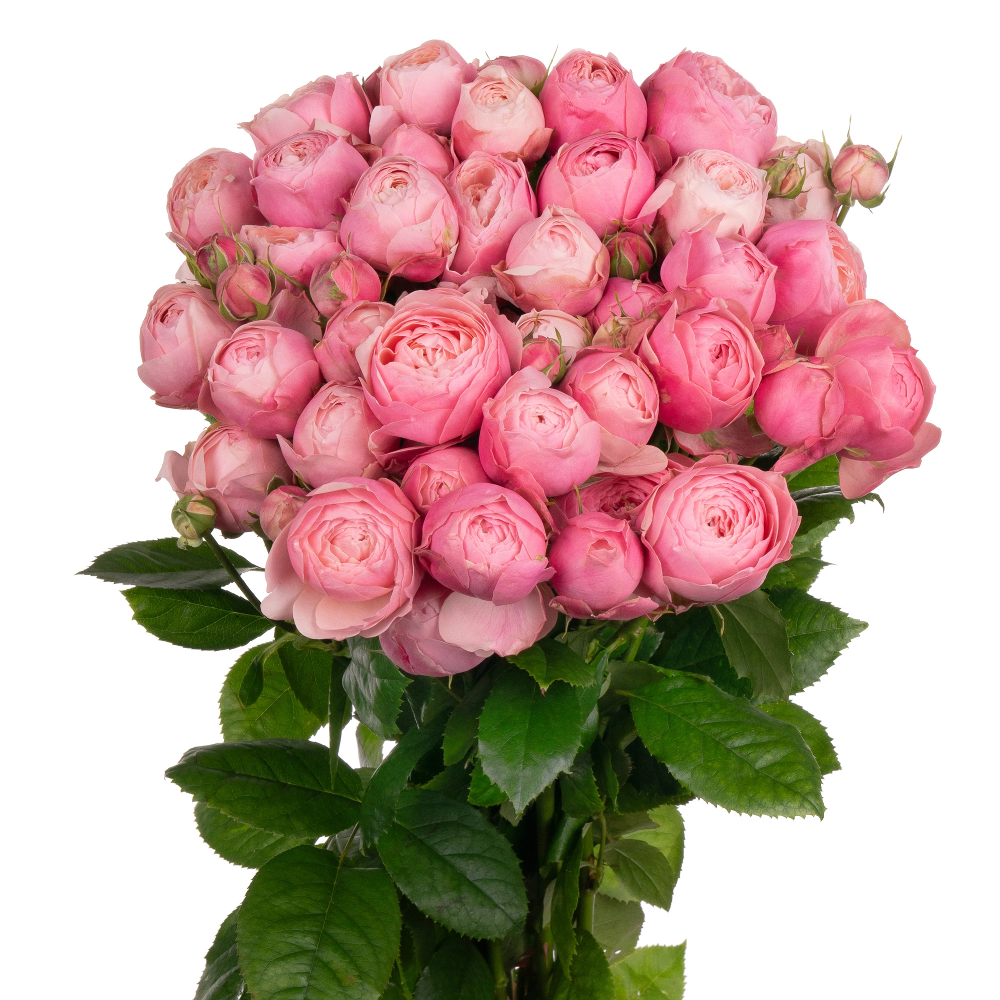 Роза куст сильва пинк