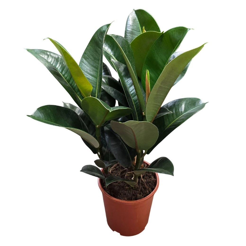 Фикус эластика Робуста 3 ст