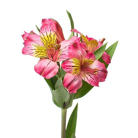 Альстромерия перфекшн хот пинк