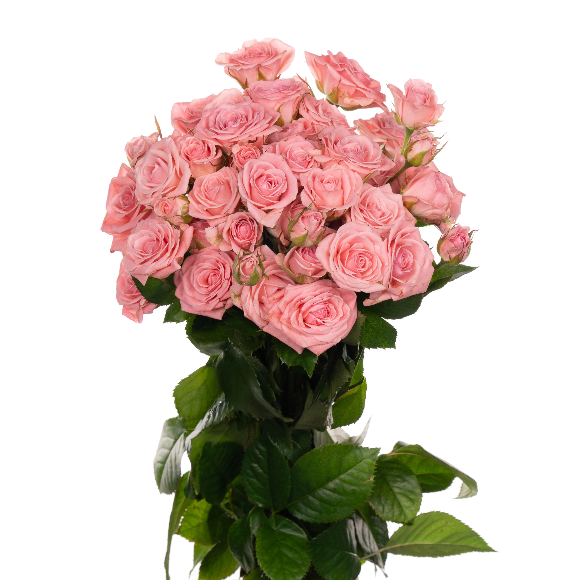 Роза куст одилиа