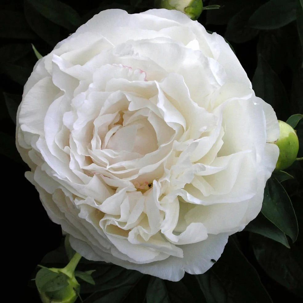 Пион мазерс чойс