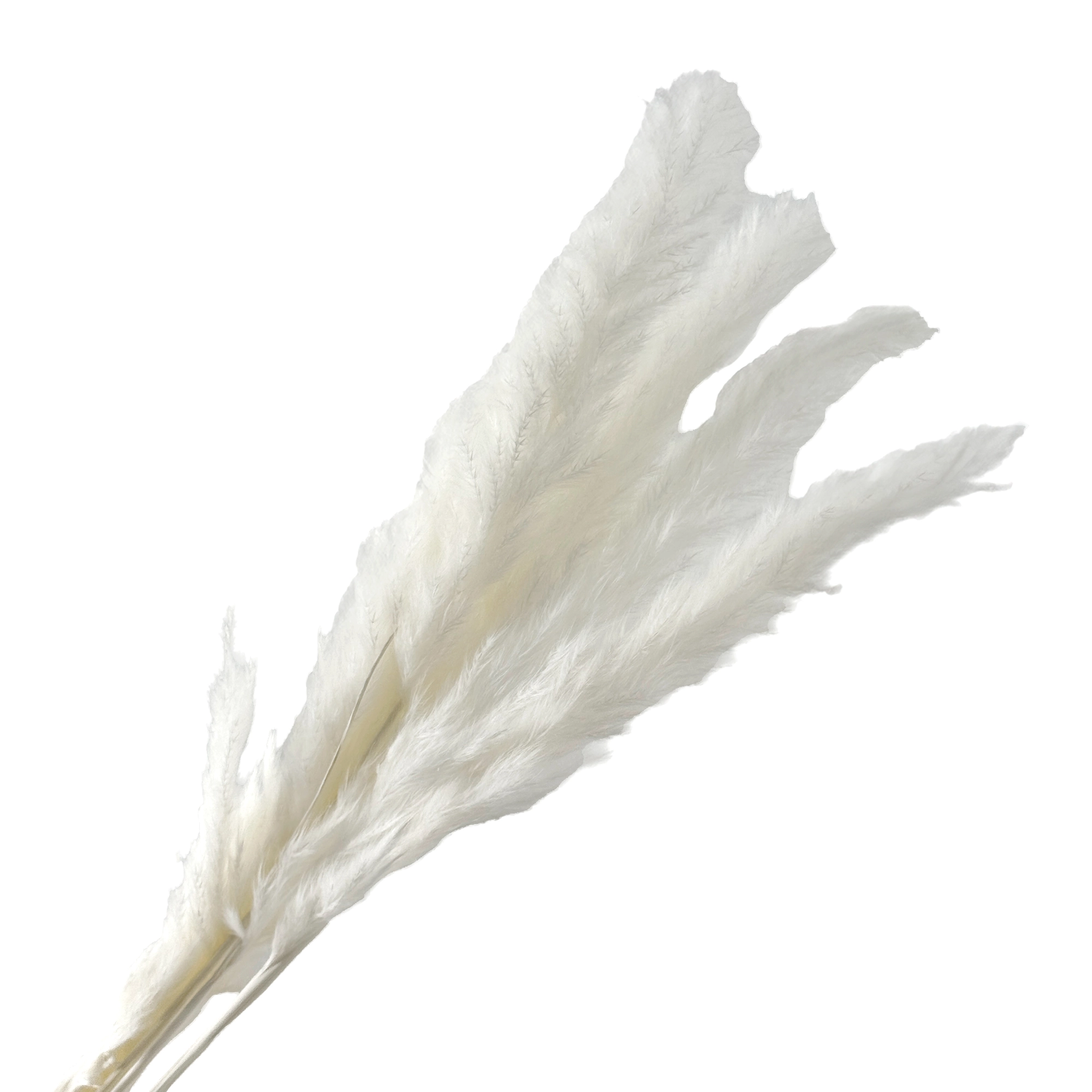 Трава пампасная, H55 см, набор (10 шт) Белый