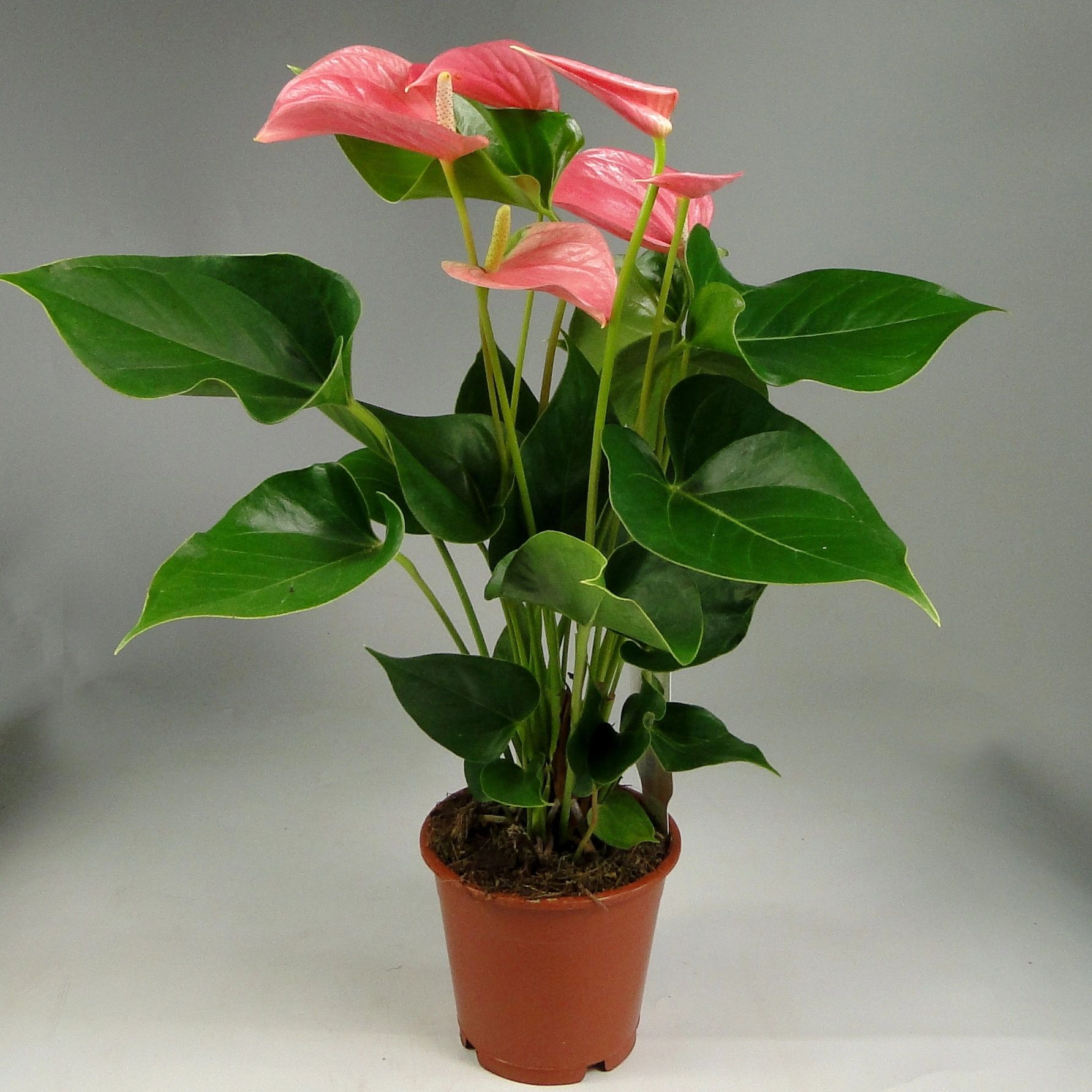 Антуриум андрианум розовый