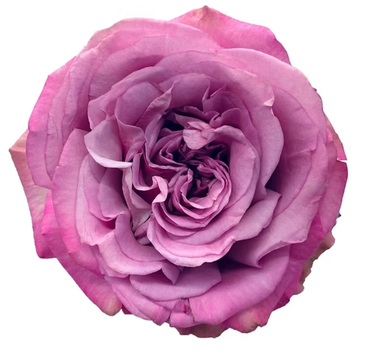 Роза однг куинс краун