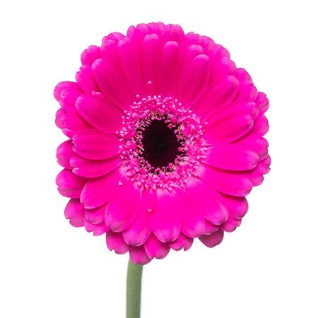 Гербера мини анна