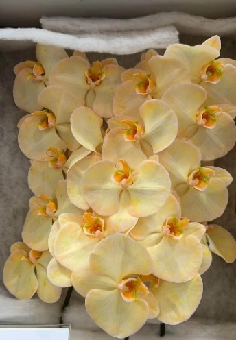 Фаленопсис мс20