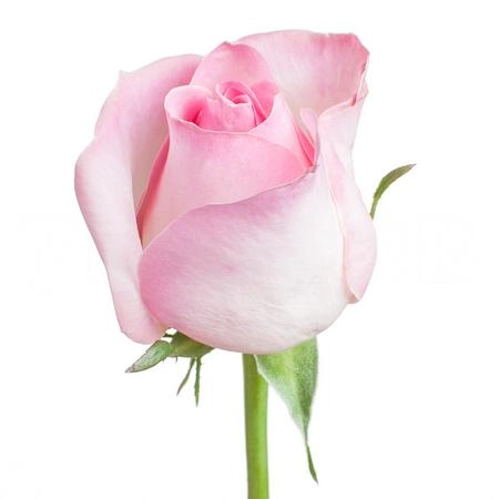 Роза однг аваланч сорбет