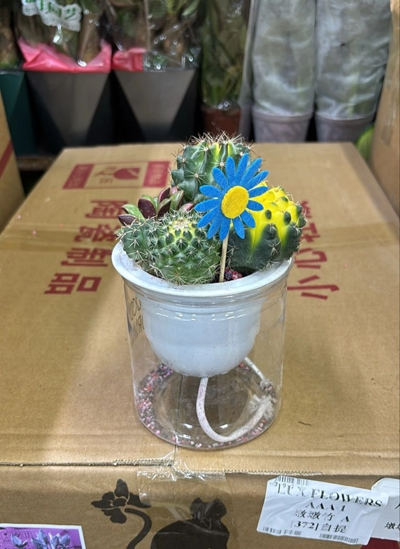 Кактус Микс на гидропонике