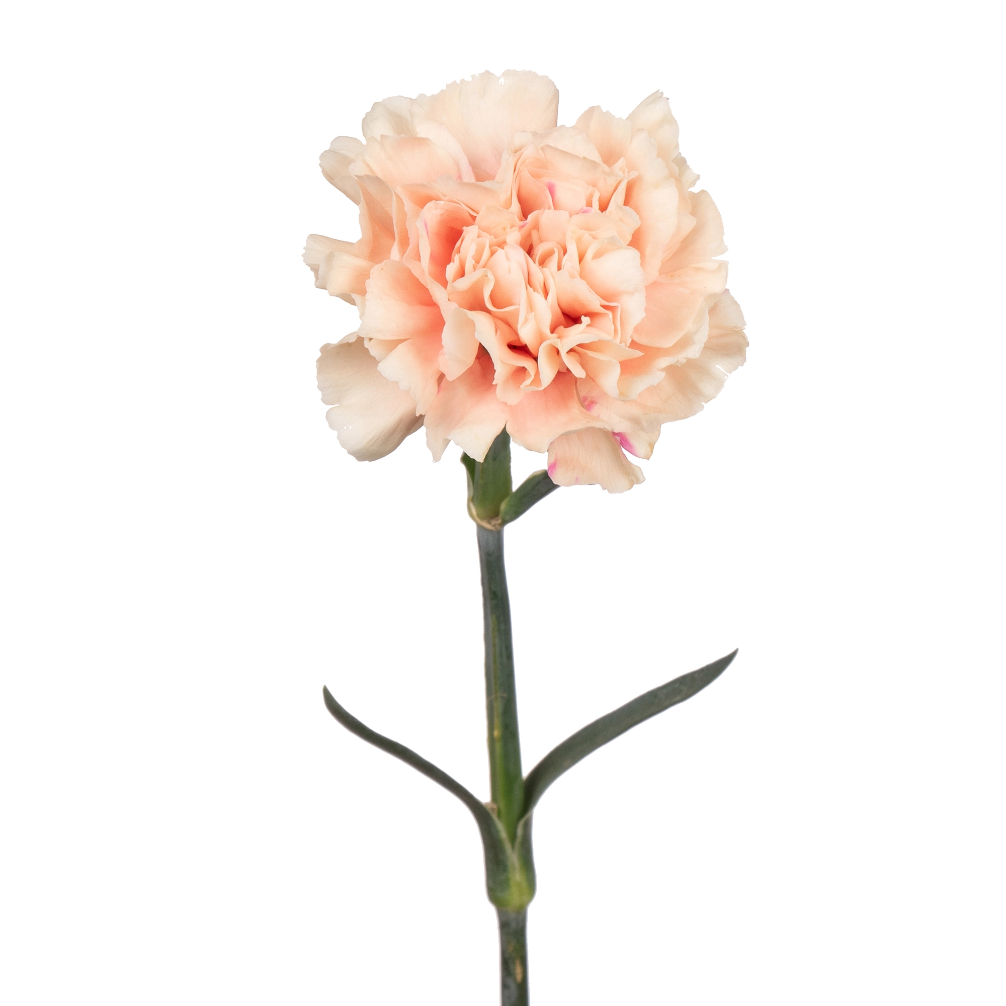 Гвоздика фёст кисс