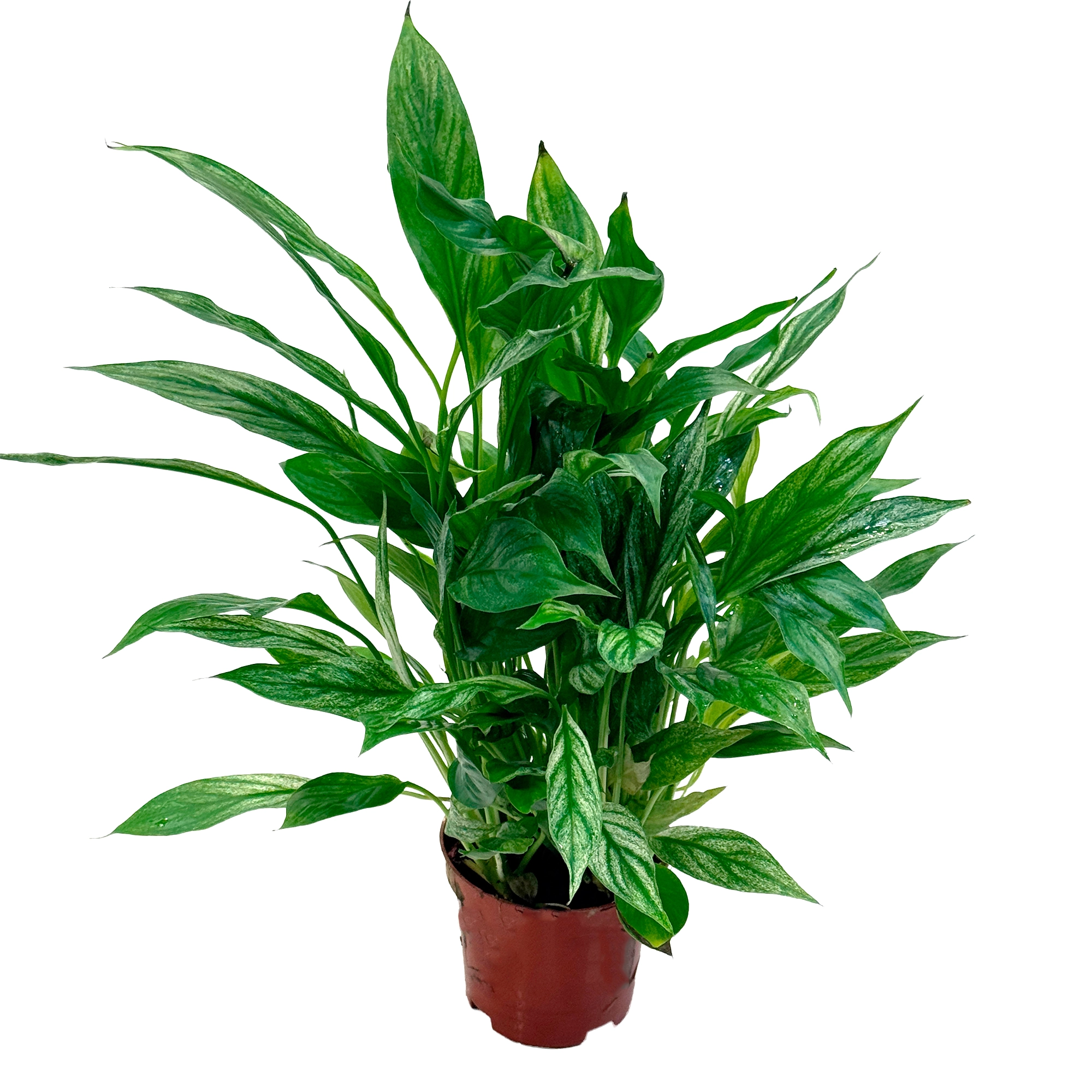 Спатифиллум Сильвер Купидо